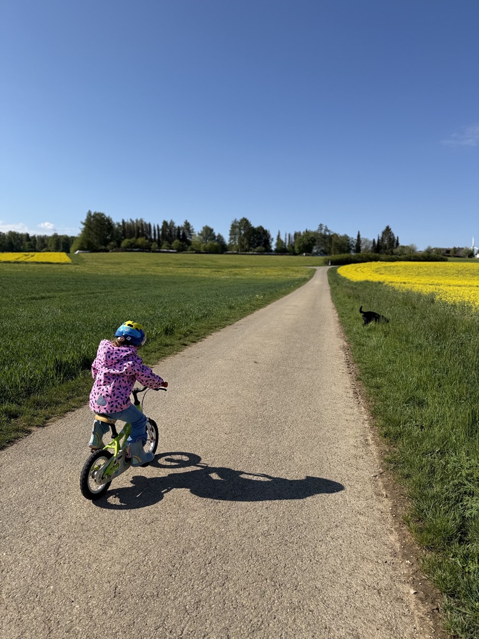 Kind fährt Fahrrad auf dem Wiesenweg, ein Hund läuft nebenher
