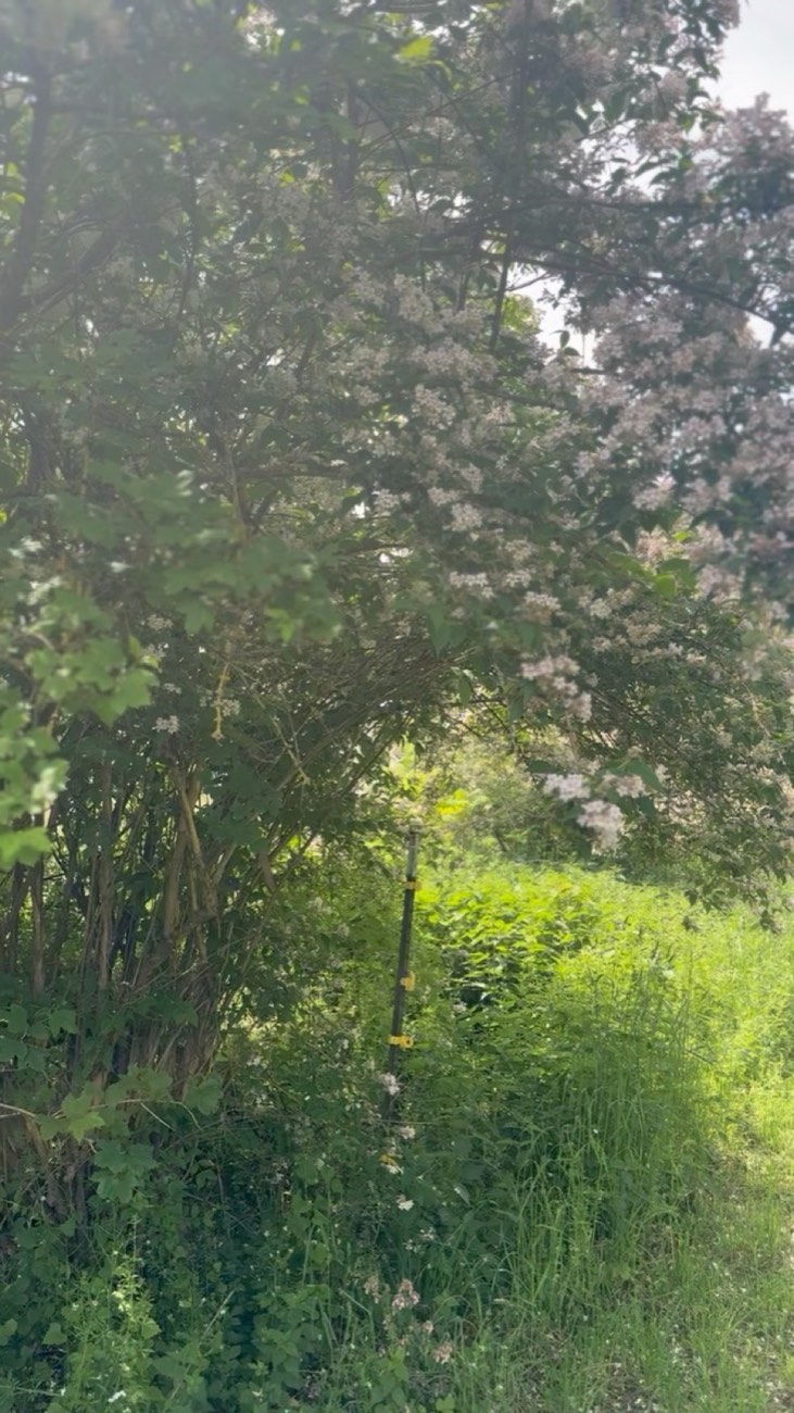 Blühender Strauch am Rand der Fläche