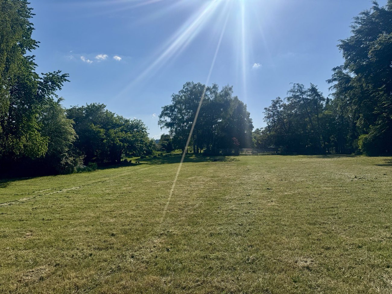 Sonniger Blick über die Wiese mit altem Baumbestand